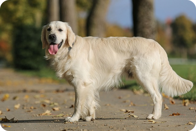 강아지 고관절 이형성증