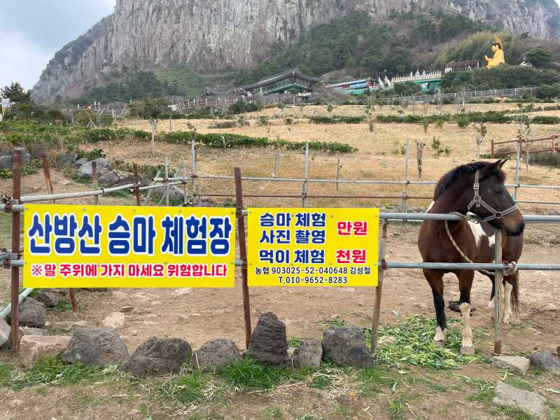 제주-승마체험-산방산-승마체험장