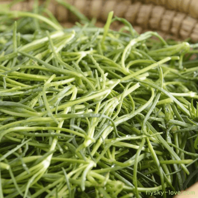 몸에 좋은 세발나물