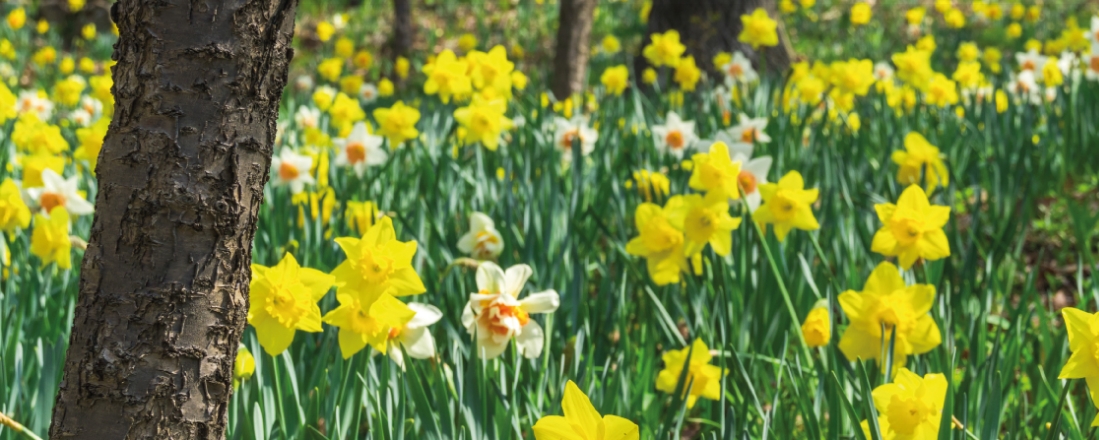 화담숲 주차&middot;대중교통&middot;입장 동선 완벽 정리｜처음 가도 안 헤매는 방법