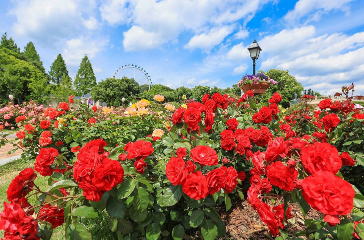 5월 장미축제 가볼만한 곳