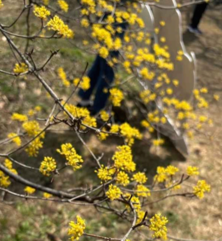 2025 이천백사 산수유꽃축제 완전 정복 가이드