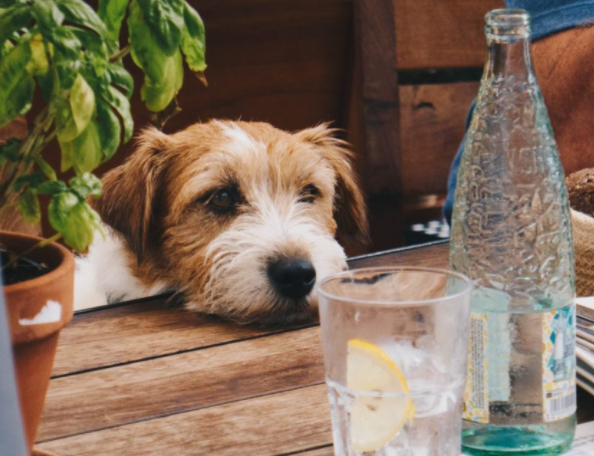탄산수 효능 탈취 피로회복