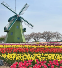 순천만 국가정원 풍차와 꽃 이미지