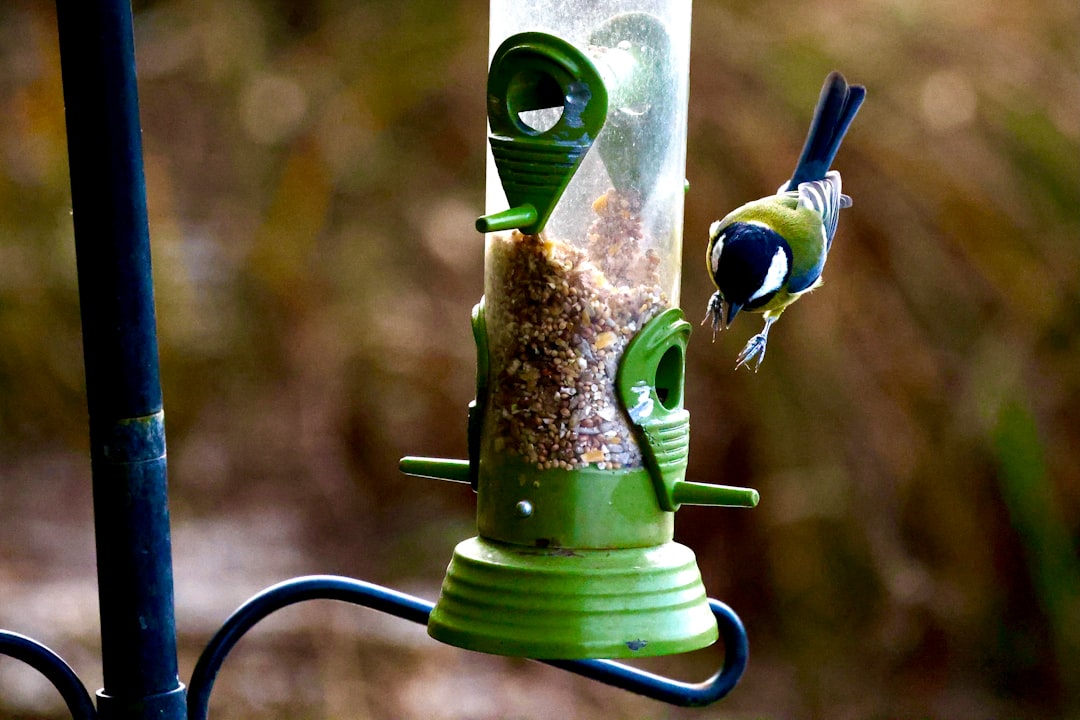 Automatic feeder
