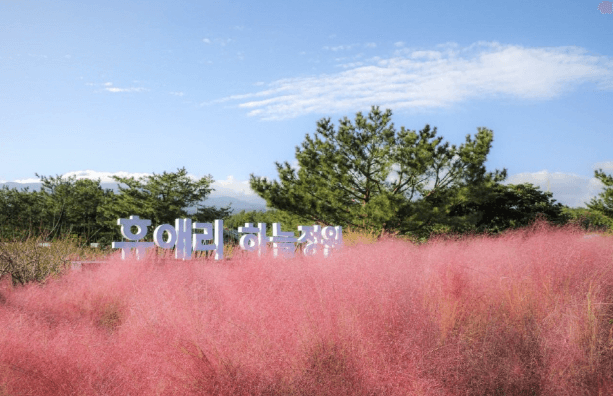 . 핑크뮬리 명소 휴애리 축제