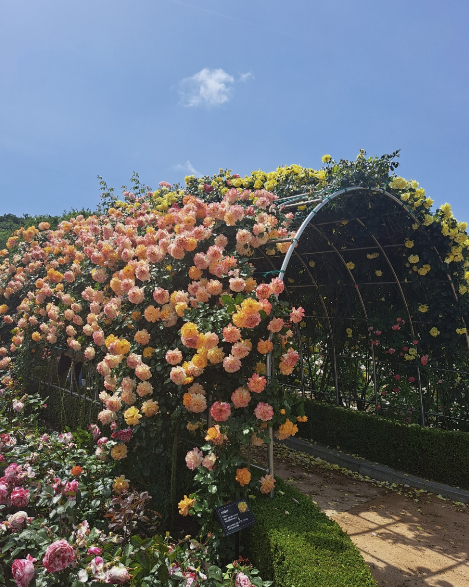 부천 백만송이 장미축제 포토존