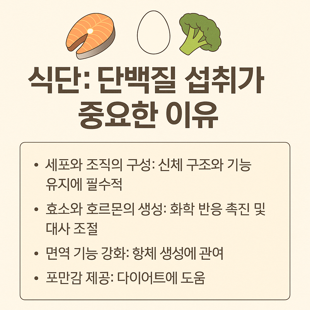 단백질 섭취 중요성
