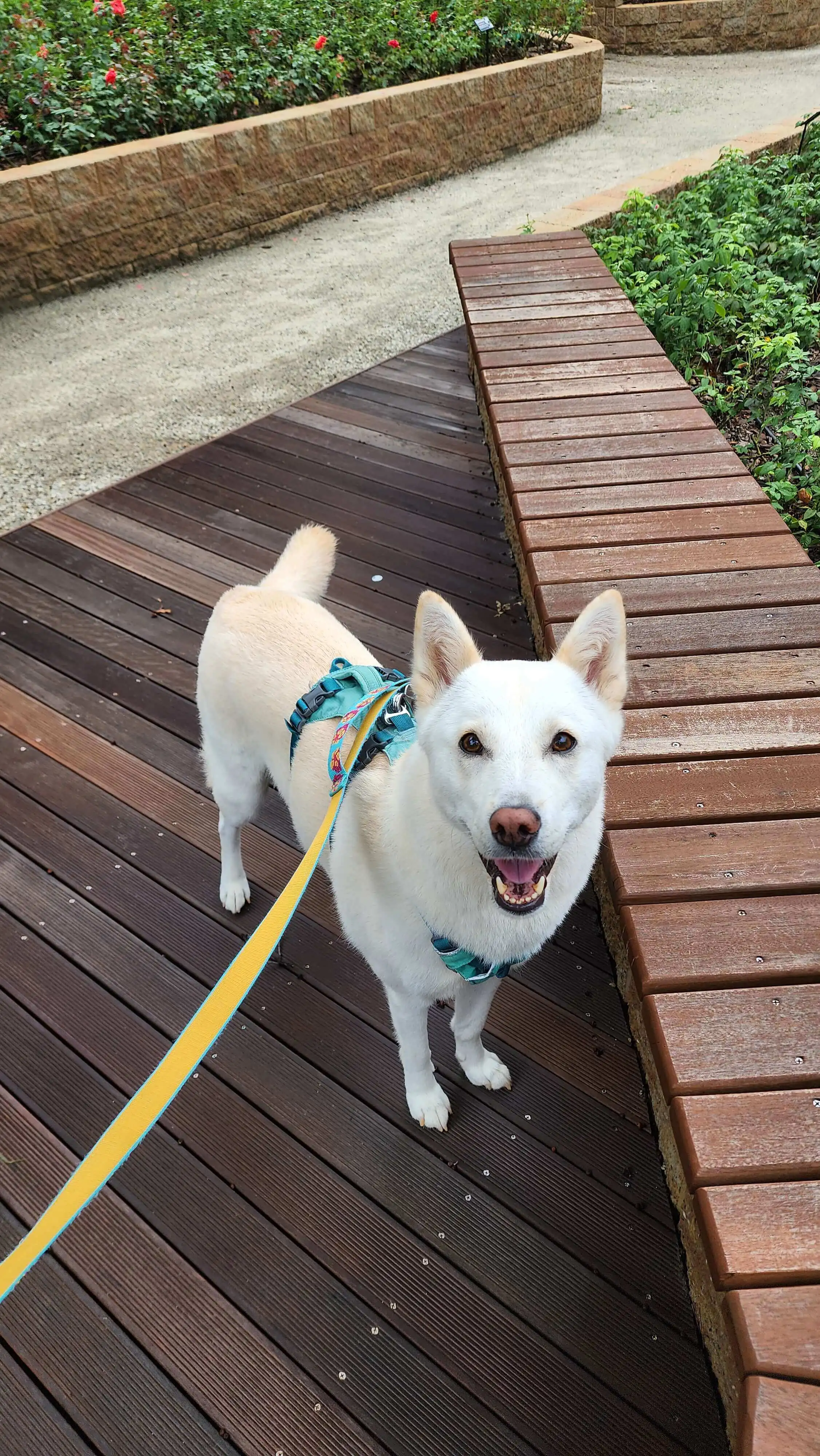 강아지 항문낭 짜기