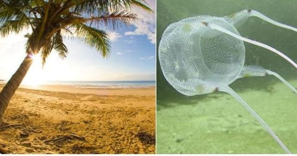 호주 해안가와 이루칸지 해파리