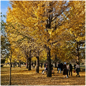 한강6경(바위늪경)-강천섬