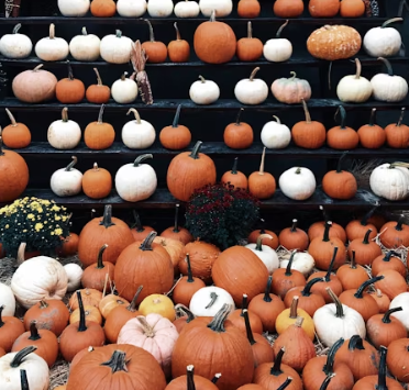 호박 효능과 부작용 고르는법 칼로리