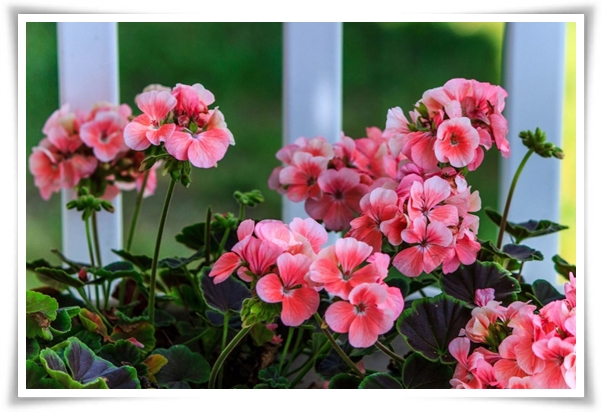 "제라늄 키우기" 365일 꽃을 피우며 향기와 아름다움과 공기 정화까지!