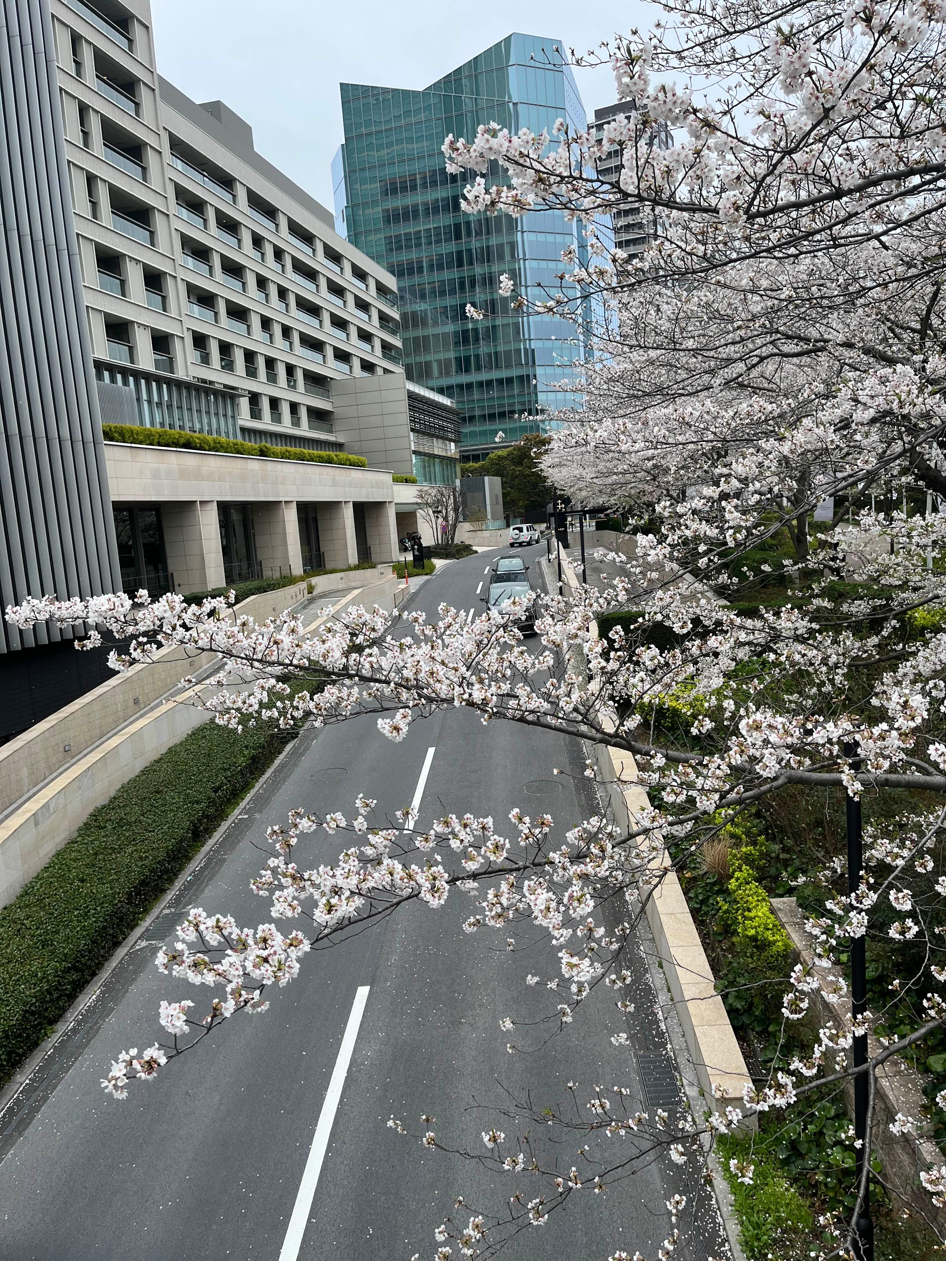 도쿄 미드타운 벚꽃