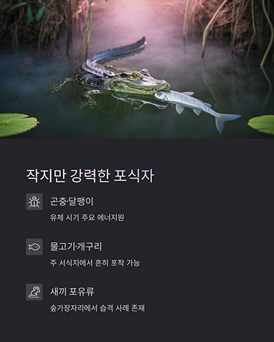 기회주의적 포식자