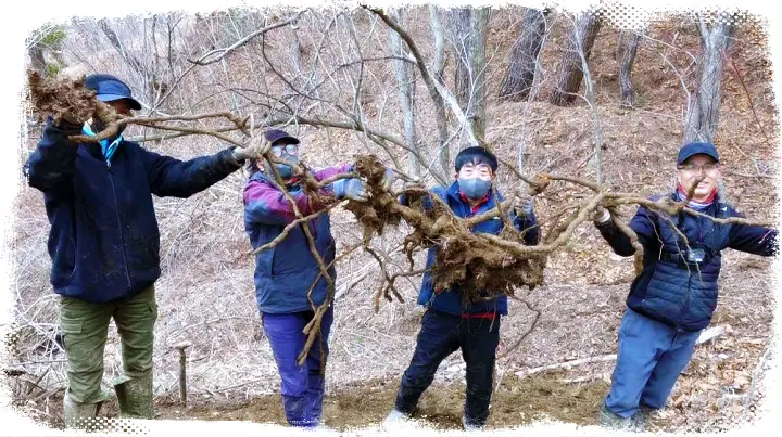자연에서 찾은 보약 호장근 백하수오 방송 정보