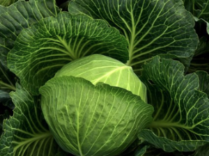 양배추 효능