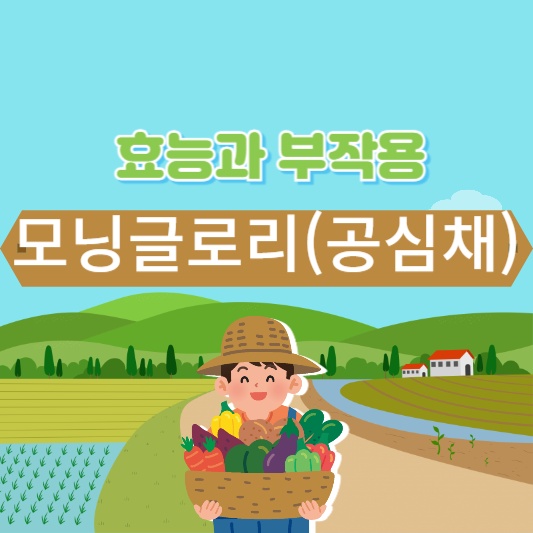 모닝글로리 효능과 부작용