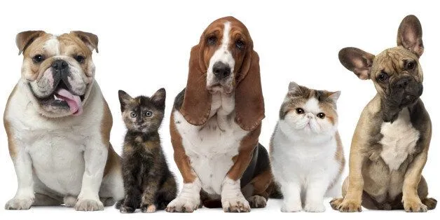 개 고양이 트라조돈 약물 사용 가이드와 주의사항 정리_6