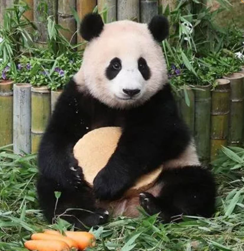 푸바오의 돌잔치 모습