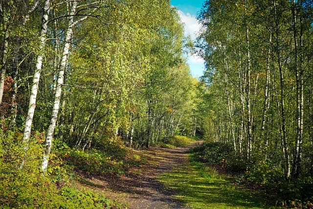 자연의 소리, 내면의 고요: 심리적 안정의 길