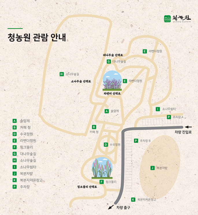 고창 라벤더 축제
