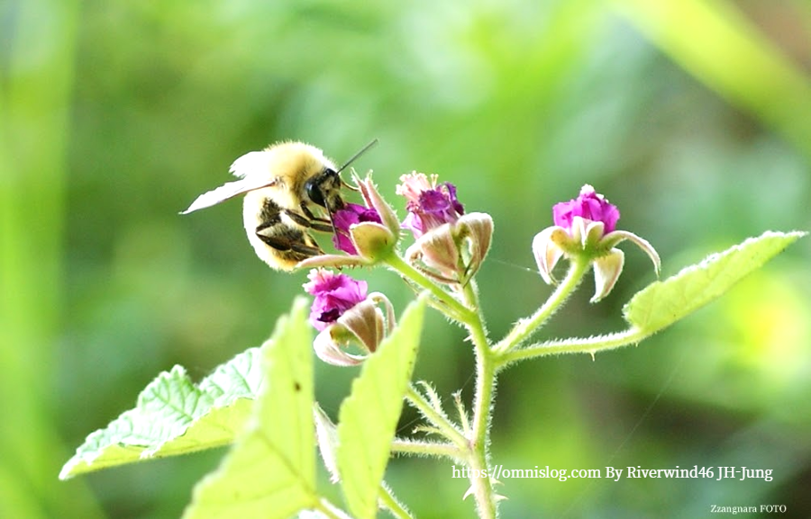 멍석딸기나무 꽃