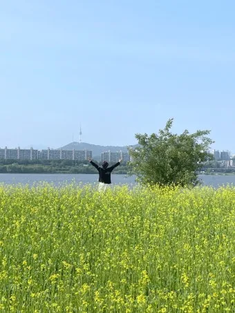 서래섬 유채꽃 축제 2025 서울 봄꽃 명소_16