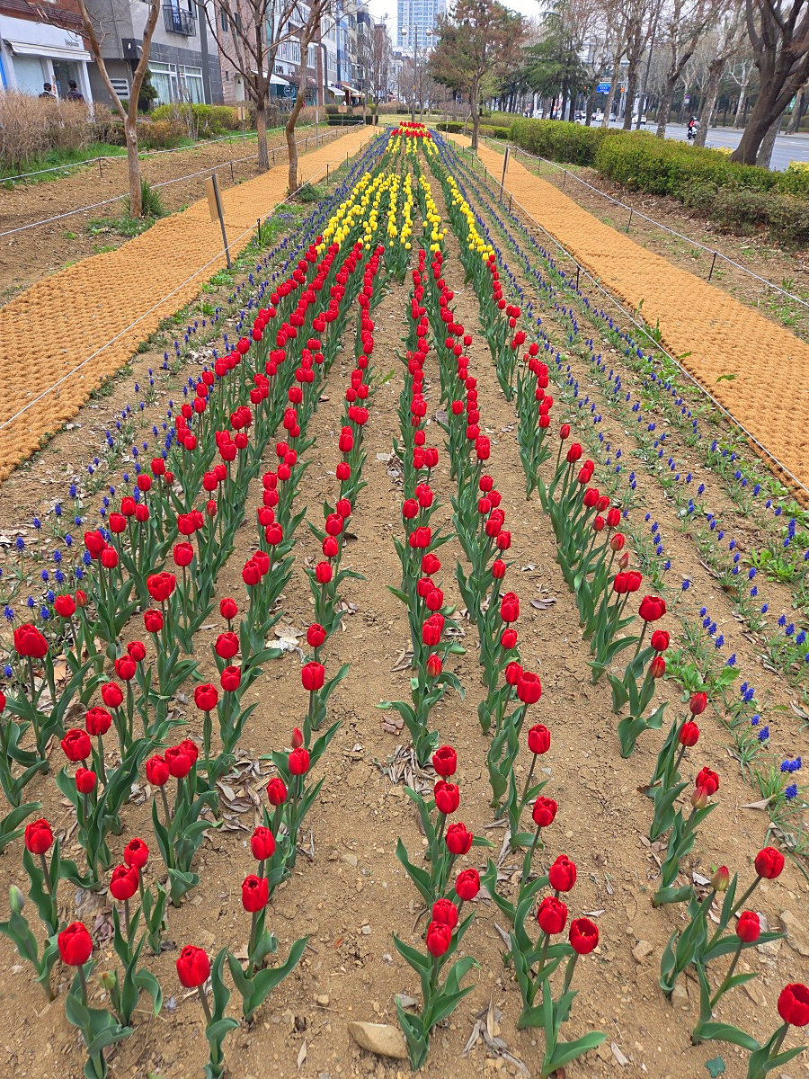 인천 벚꽃 명소 굴포천: 청리단길 꼭 가봐야 할 사계절 감성 산책로