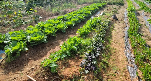 손해평가사 현실을 떠올리게 하는 농작물 밭 풍경