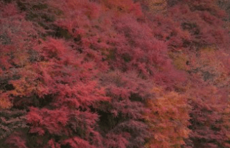 태백시 철암 단풍군락지