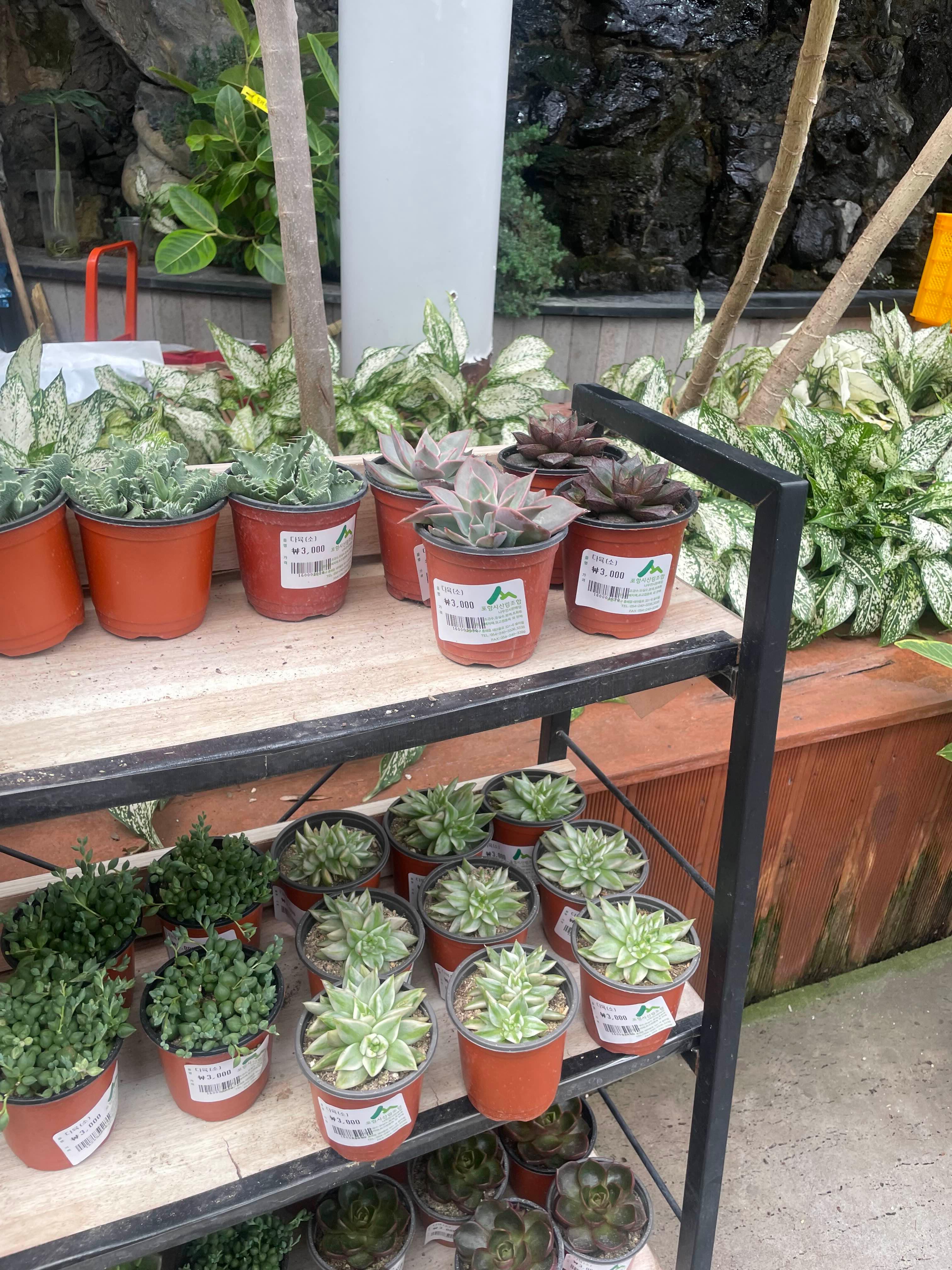 다육이 키우는 방법 총정리