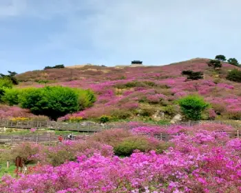 황매산 철쭉축제_6