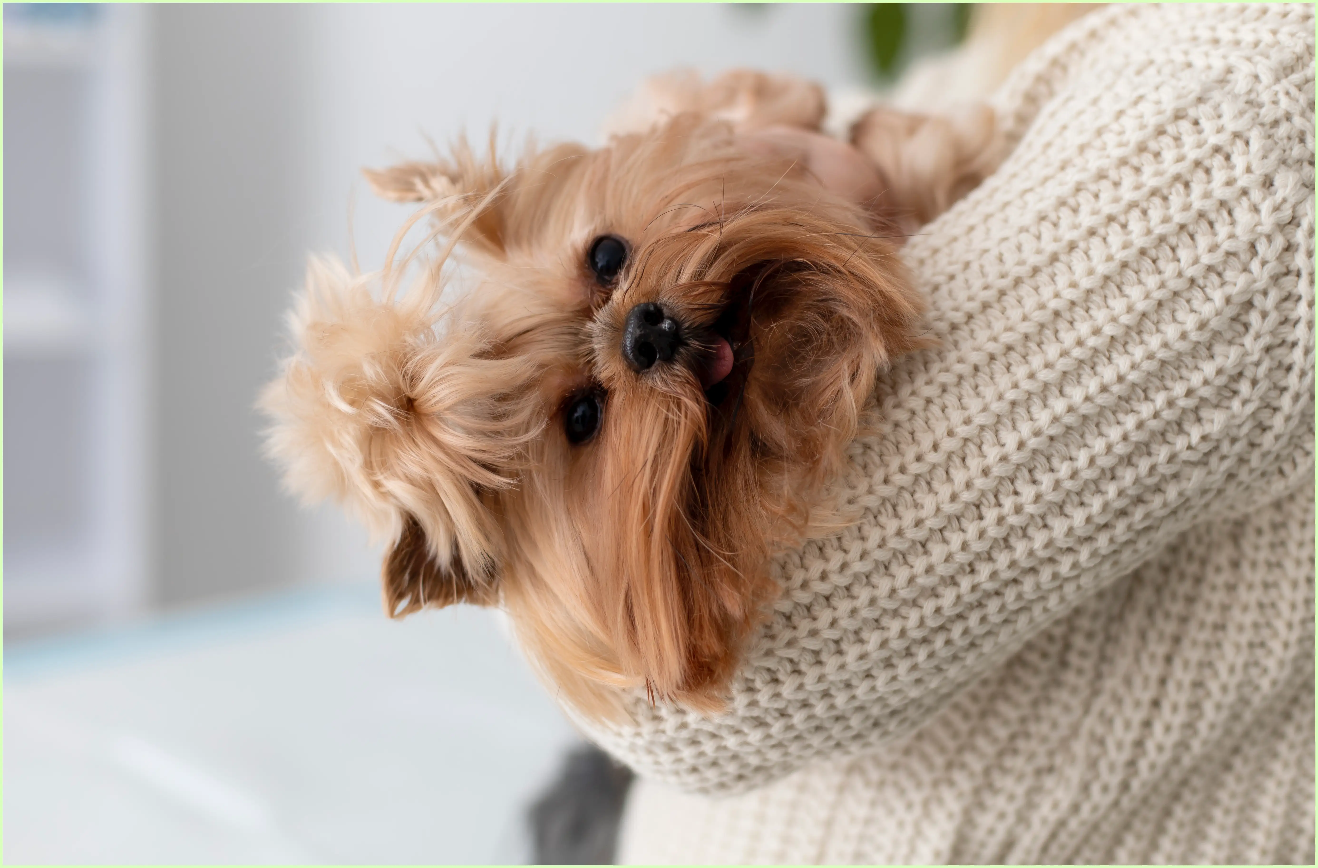 강아지 귤 먹어도 되나요? 소량 급여와 안전한 급여법