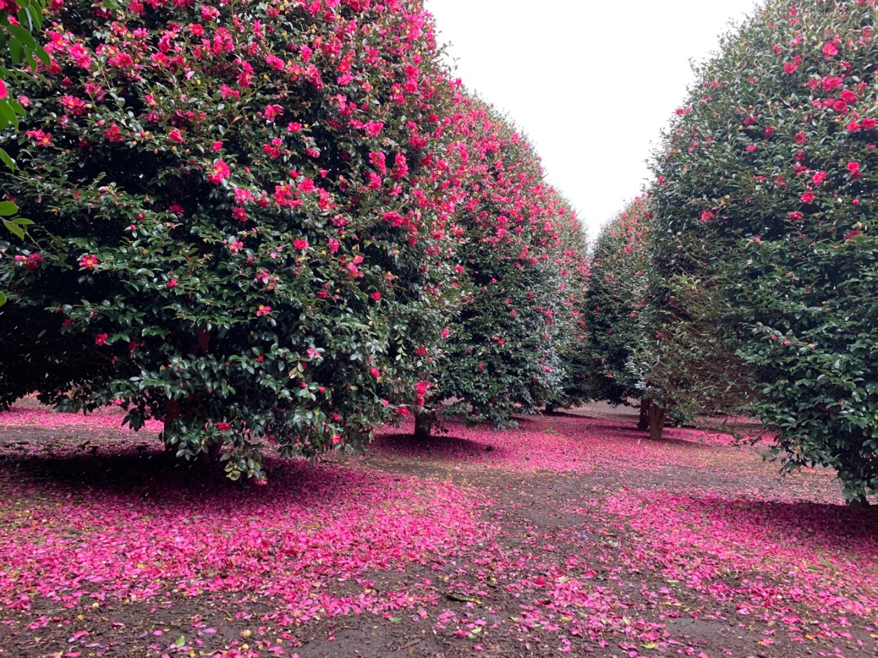 제주동백수목원