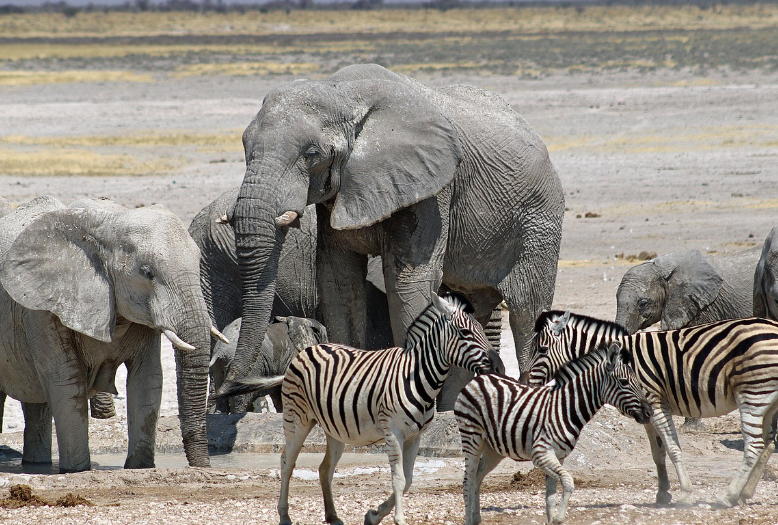 나미비아-동물-에토샤 국립공원