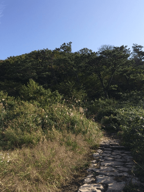 당산나무13