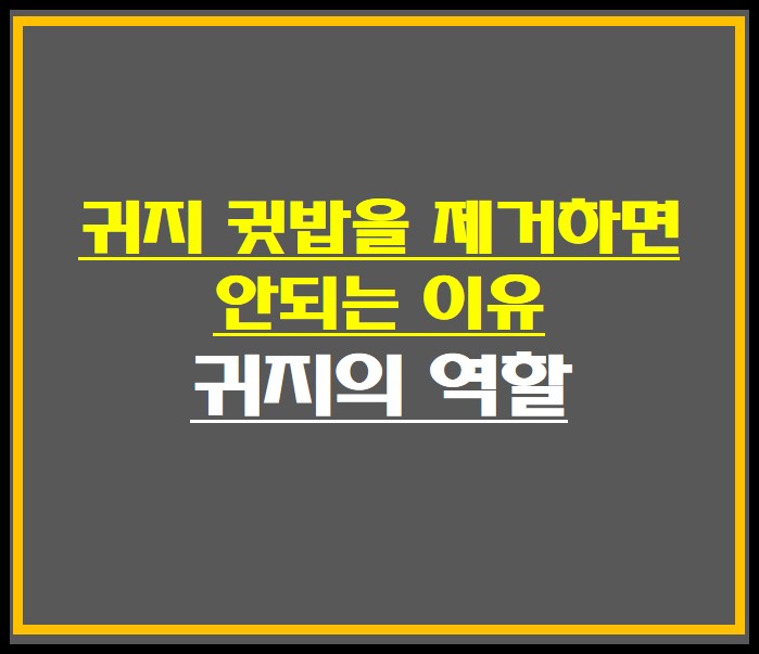 귓밥의 역할 파면 안되는 이유 썸네일 사진