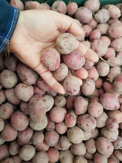 감자 들고 있는 손