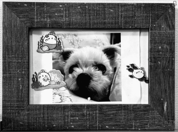 반려견 장레식장