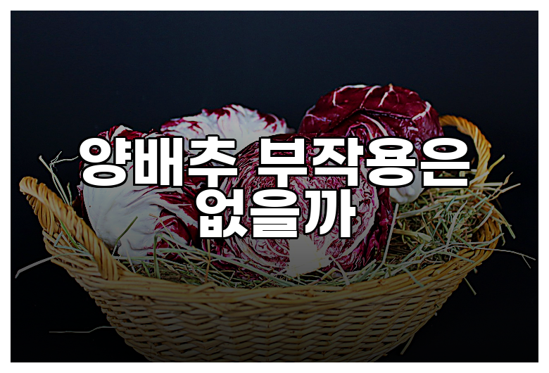 양배추 부작용은 없을까