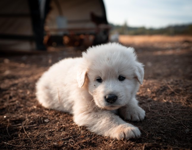 그레이트 피레니즈