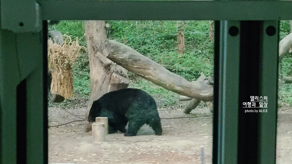 에버랜드 사파리 월드 꿀팁 (예약, 트램 좌석), 자유이용권 할인