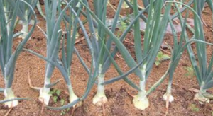 양파 먹는 꿈 양파 심는 꿈 양파 자르는 꿈