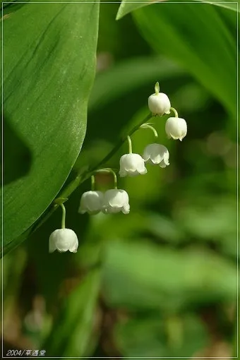 은방울꽃 꽃말 봄 꽃 꽃말 모음_12