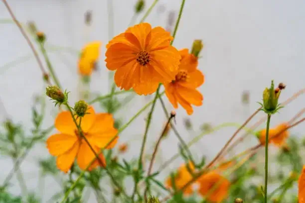 남양주 물의정원 황화코스모스 개화 정보