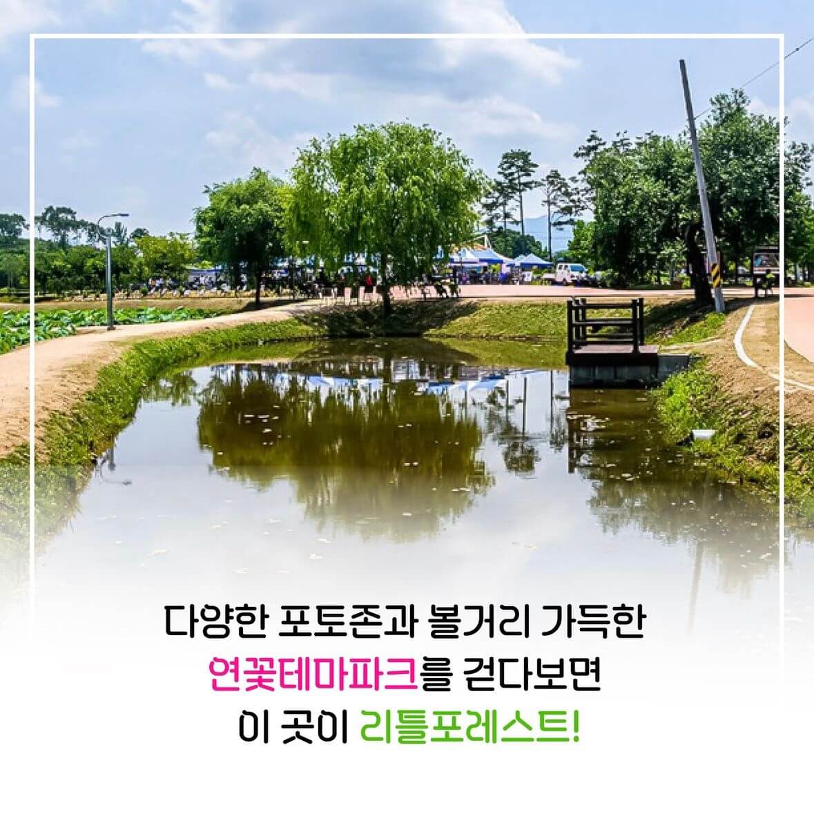 함안연꽃축제기간