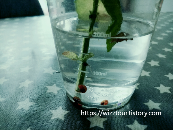 애플민트와 물달팽이