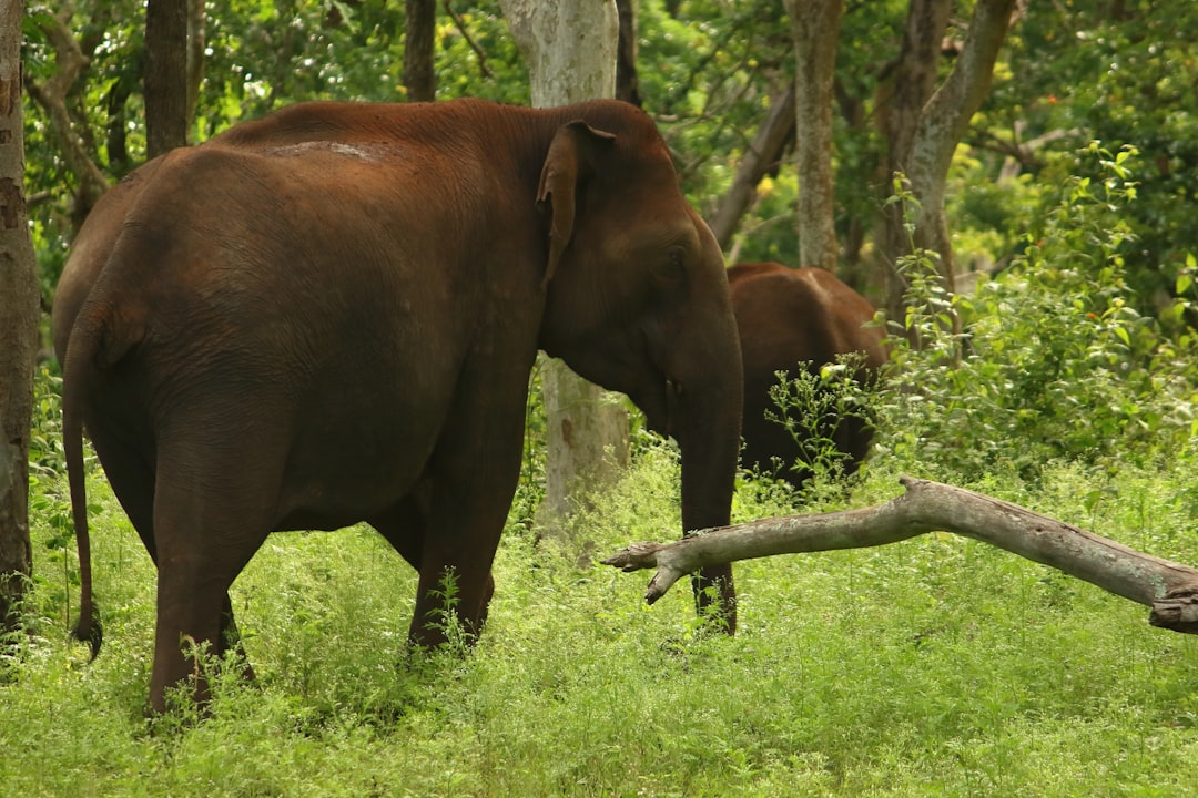 Conservation