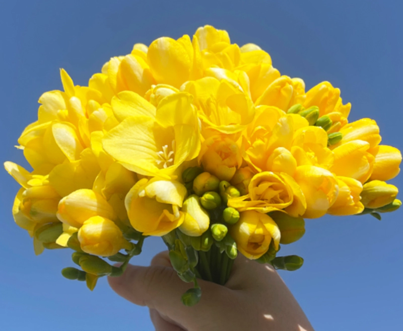 프리지아 꽃말 4가지 및 프리지아 향수 종류 꽃다발 구매처 정보